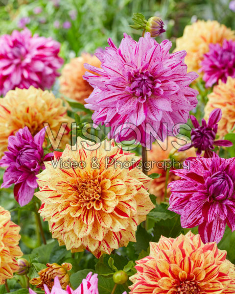Dahlia Painted Girl, Painted Madame Dahlia Painted Girl, Painted Madame