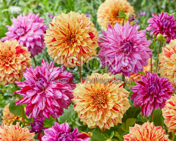 Dahlia Painted Girl, Painted Madame Dahlia Painted Girl, Painted Madame