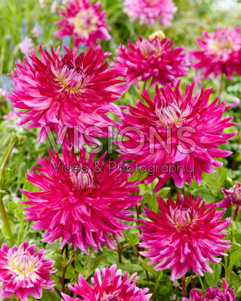 Dahlia Glamour Girls Dahlia Glamour Girls