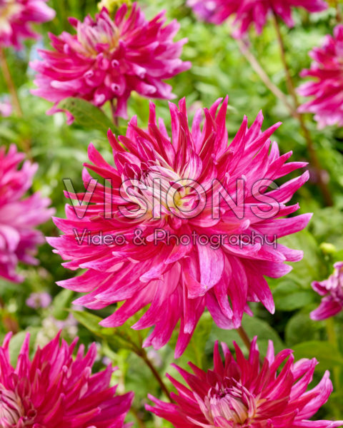 Dahlia Glamour Girls Dahlia Glamour Girls
