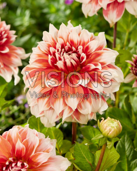 Dahlia Frost Nip Dahlia Frost Nip