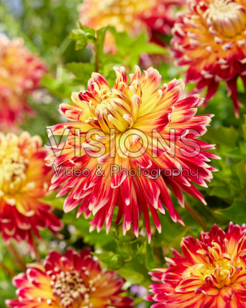 Dahlia Akita Dahlia Akita