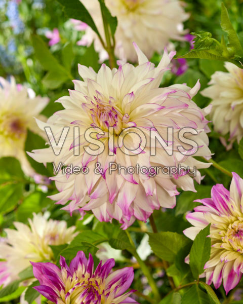 Dahlia Ferncliff Illusion Dahlia Ferncliff Illusion