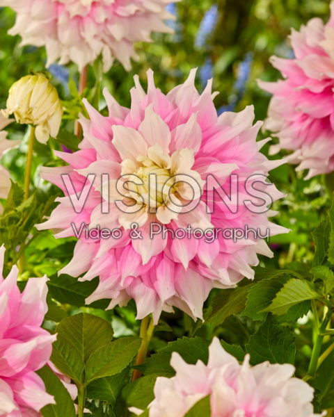 Dahlia Gitts Perfection Dahlia Gitts Perfection