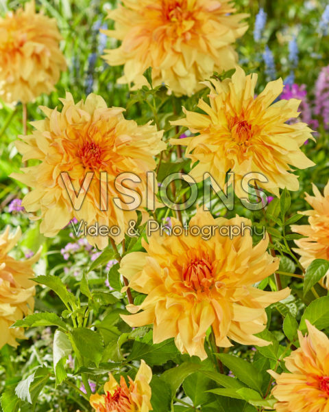 Dahlia Big Brother Dahlia Big Brother