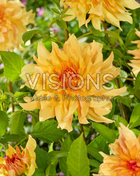 Dahlia Big Brother Dahlia Big Brother