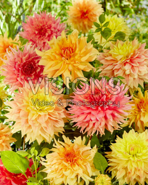 Decorative Dahlia blend Decorative Dahlia blend