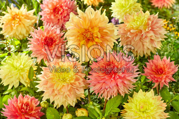 Decoratieve Dahlia mix Decoratieve Dahlia mix