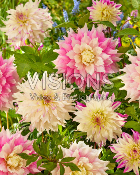 Dahlia Gitts Perfection, Ferncliff Illusion