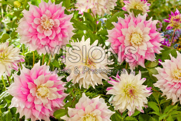 Dahlia Gitts Perfection, Ferncliff Illusion Dahlia Gitts Perfection, Ferncliff Illusion