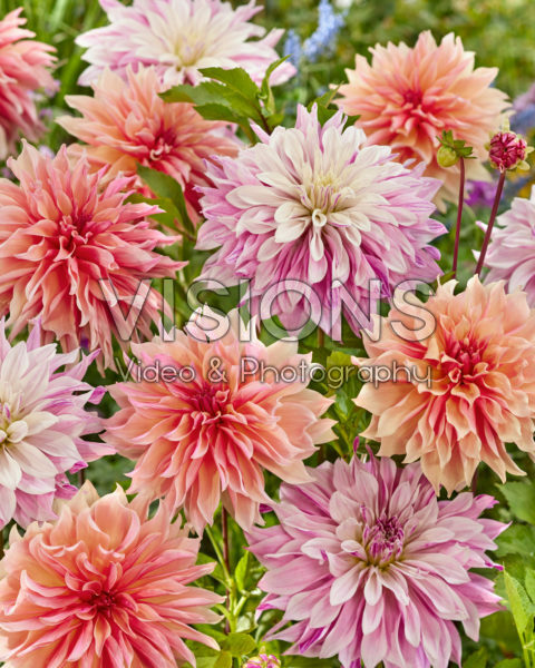 Dahlia Labyrinth, Labyrinth Twotone Dahlia Labyrinth, Labyrinth Twotone
