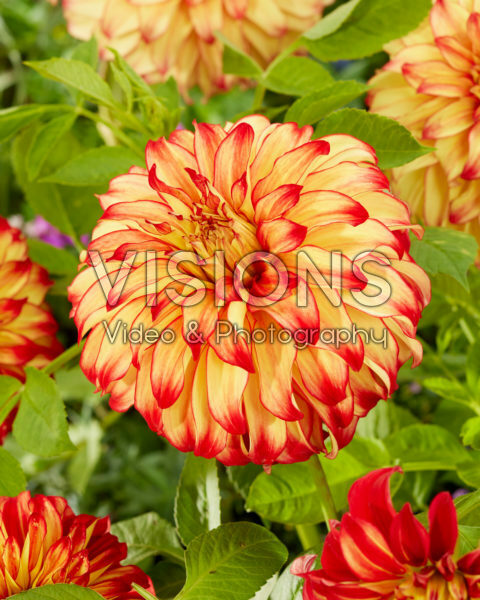 Dahlia Lady Darlene Dahlia Lady Darlene