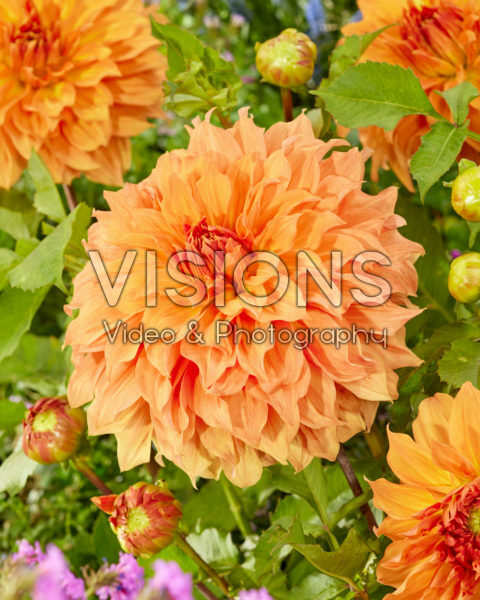 Dahlia Clydes Choice