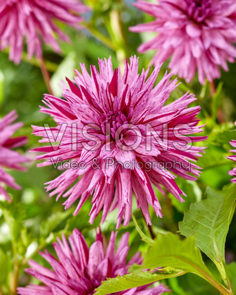 Dahlia Striped Ambition Dahlia Striped Ambition