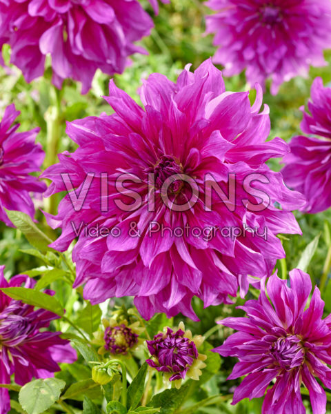 Dahlia Purple Taiheijo Dahlia Purple Taiheijo