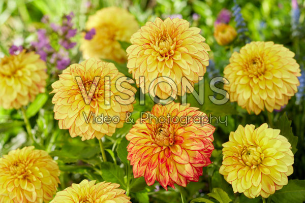 Dahlia Lake Ontario Dahlia Lake Ontario