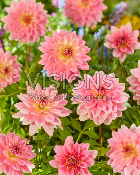 Dahlia Gerrie Hoek Dahlia Gerrie Hoek