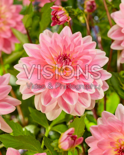 Dahlia Gerrie Hoek Dahlia Gerrie Hoek