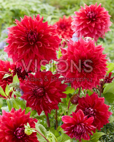 Dahlia Zorro Dahlia Zorro