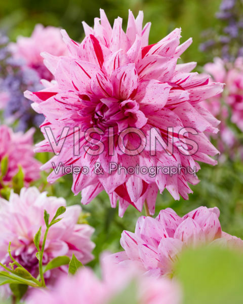 Dahlia Prins Carnaval Dahlia Prins Carnaval