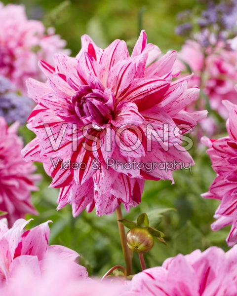 Dahlia Prins Carnaval Dahlia Prins Carnaval