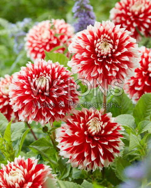Dahlia Noel Dahlia Noel