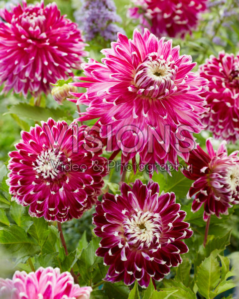 Dahlia Vancouver