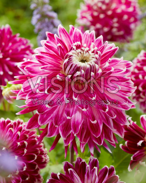 Dahlia Vancouver Dahlia Vancouver
