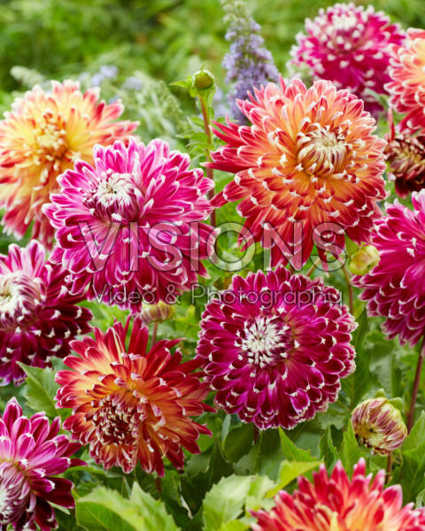 Dahlia Vancouver, Akita Dahlia Vancouver, Akita