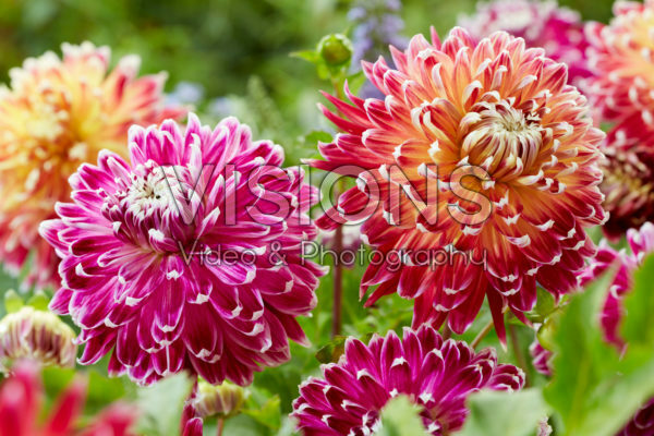 Dahlia Vancouver, Akita Dahlia Vancouver, Akita