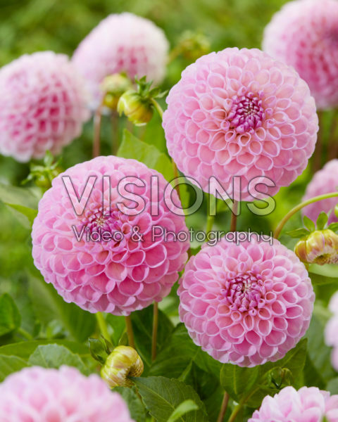 Dahlia Snoho Sonia Dahlia Snoho Sonia