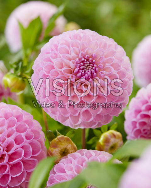 Dahlia Snoho Sonia Dahlia Snoho Sonia