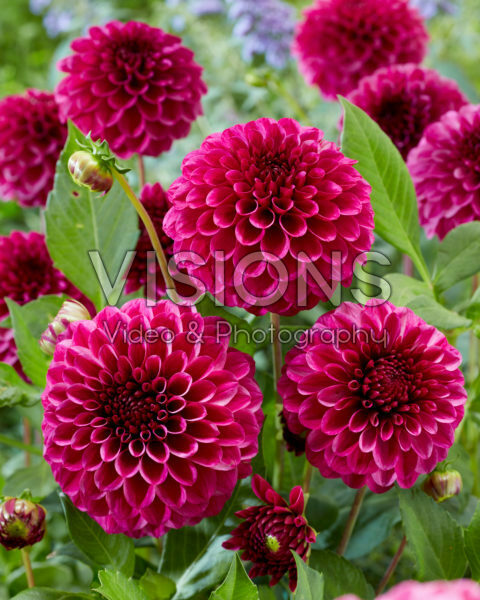 Dahlia Jowey Veronique Dahlia Jowey Veronique