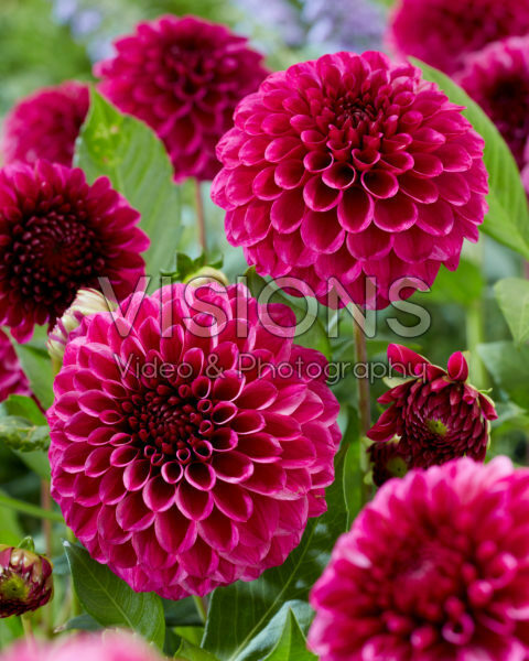 Dahlia Jowey Veronique Dahlia Jowey Veronique