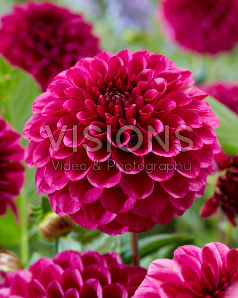 Dahlia Jowey Veronique Dahlia Jowey Veronique
