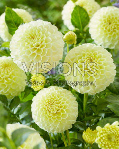 Dahlia Polventon Sup Dahlia Polventon Sup