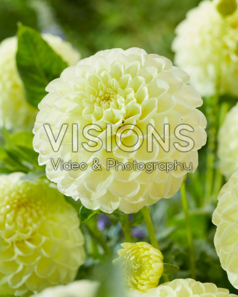 Dahlia Polventon Sup Dahlia Polventon Sup