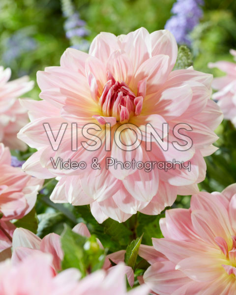 Dahlia Fairway Pilot Dahlia Fairway Pilot