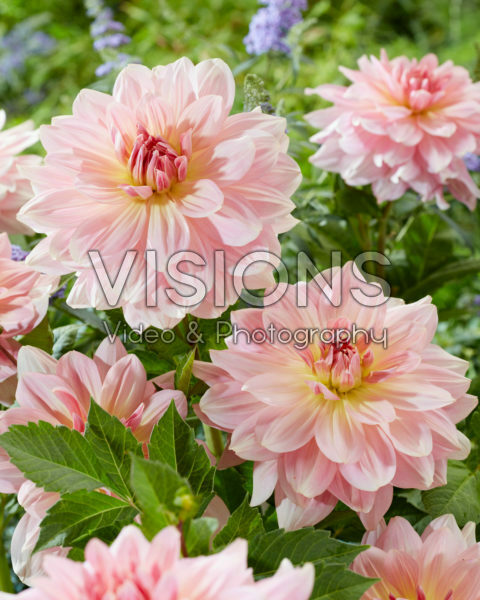 Dahlia Fairway Pilot Dahlia Fairway Pilot