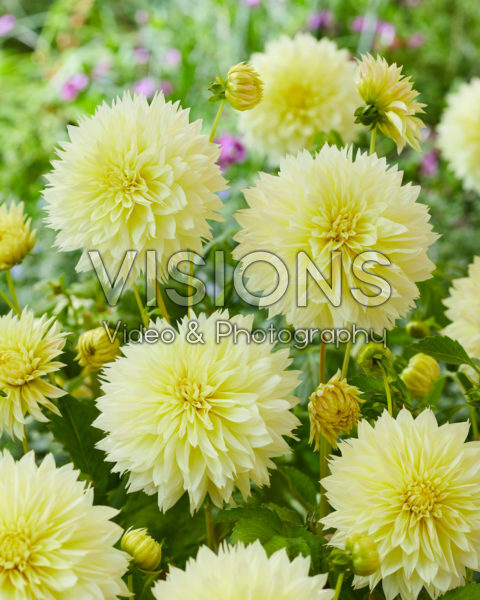 Dahlia Canary Fubuki Dahlia Canary Fubuki