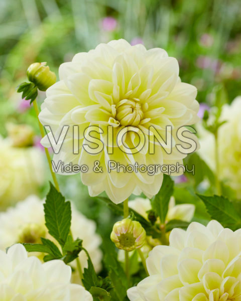 Dahlia Matrix