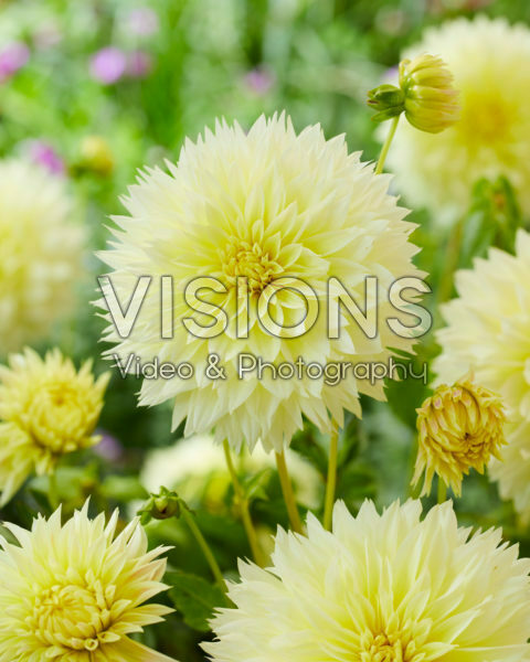 Dahlia Canary Fubuki Dahlia Canary Fubuki