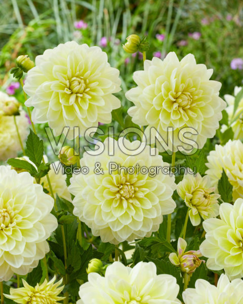 Dahlia Matrix Dahlia Matrix