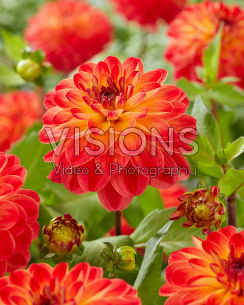 Dahlia Pernille Dahlia Pernille