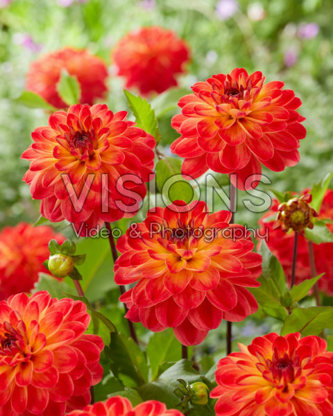 Dahlia Pernille
