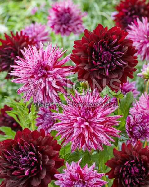 Dahlia Blackberry Ripple, Hollyhill Black Beauty Dahlia Blackberry Ripple, Hollyhill Black Beauty