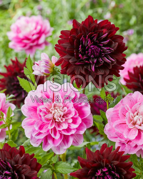 Dahlia Hollyhill Black Beauty, Way of Life Dahlia Hollyhill Black Beauty, Way of Life