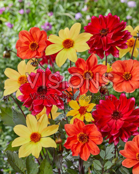 Dahlia eenbloemige mix Dahlia eenbloemige mix