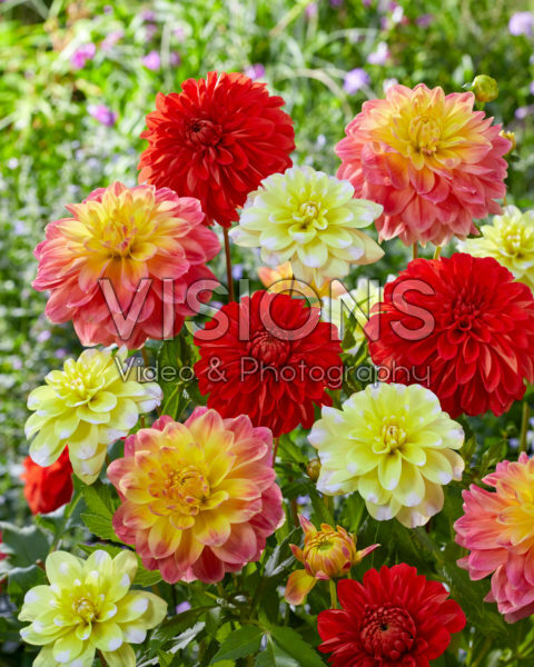 Decorative Dahlia blend Decorative Dahlia blend