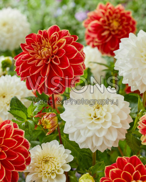 Dahlia White Love, Maxime Dahlia White Love, Maxime